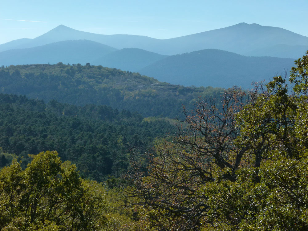 Foto de los bosques de Valsaín tomada justo en el lugar donde comenzó el incendio de La Granja de San Ildefonso el pasado 4 de agosto. © Foto E. Ribas